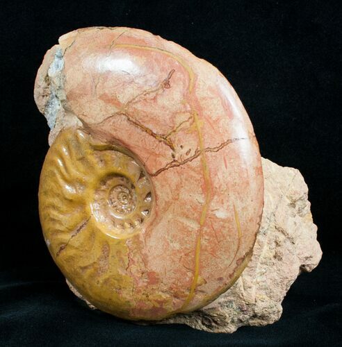 / Leioceras Ammonite - France #4501